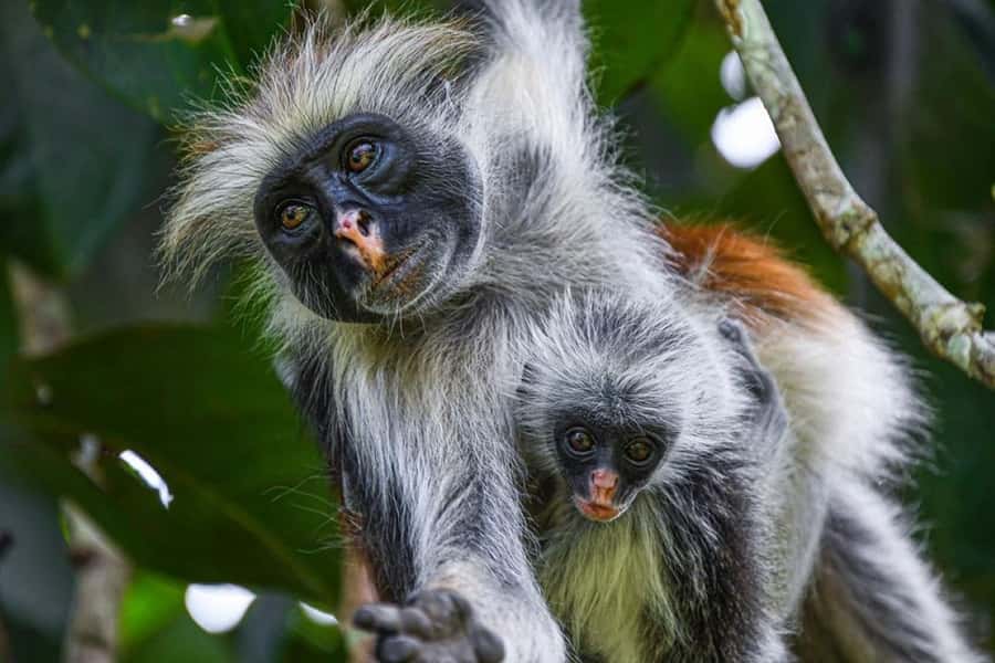 Mnemba Island, Prison Island, Secret Garden, Jozani Forest - Who will enjoy this Zanzibar combination tour?