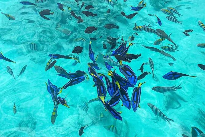 Mnemba Island Snorkeling and Dolphin tour - Is $80 a good value?