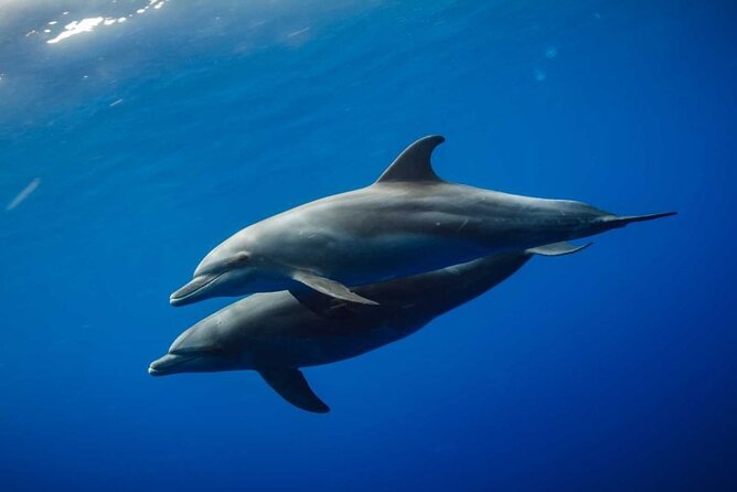 Mnemba Island snorkeling and Swimming with Dolphin - Finding dolphins at the first stop