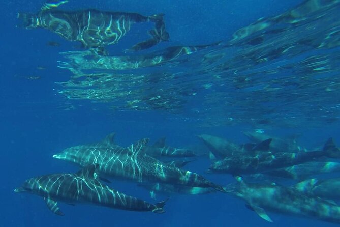 Mnemba Island snorkeling and Swimming with Dolphin - What the crew adds to the day