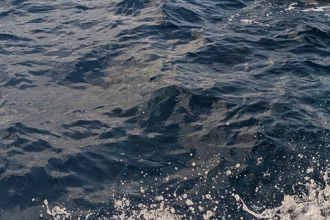 Mnemba Island Snorkeling and Swimming with Dolphins - The dolphin encounter is the biggest variable