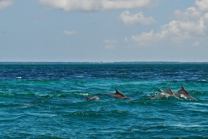 Mnemba Island Snorkeling and Swimming with Dolphins - What the private format really adds
