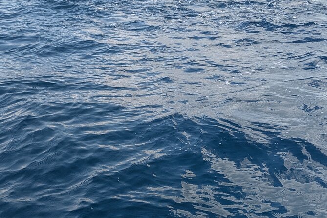 Mnemba Island Snorkeling and Swimming with Dolphins - Who will enjoy this most