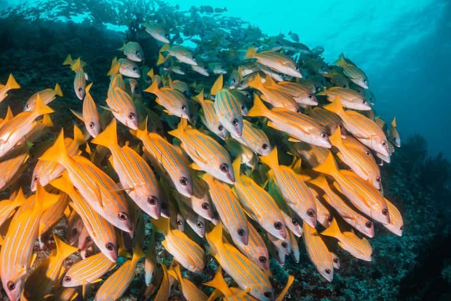 Mnemba Island, The Island Pongwe, Blue Lagoon Tour, The Rock - Why this Zanzibar day works so well