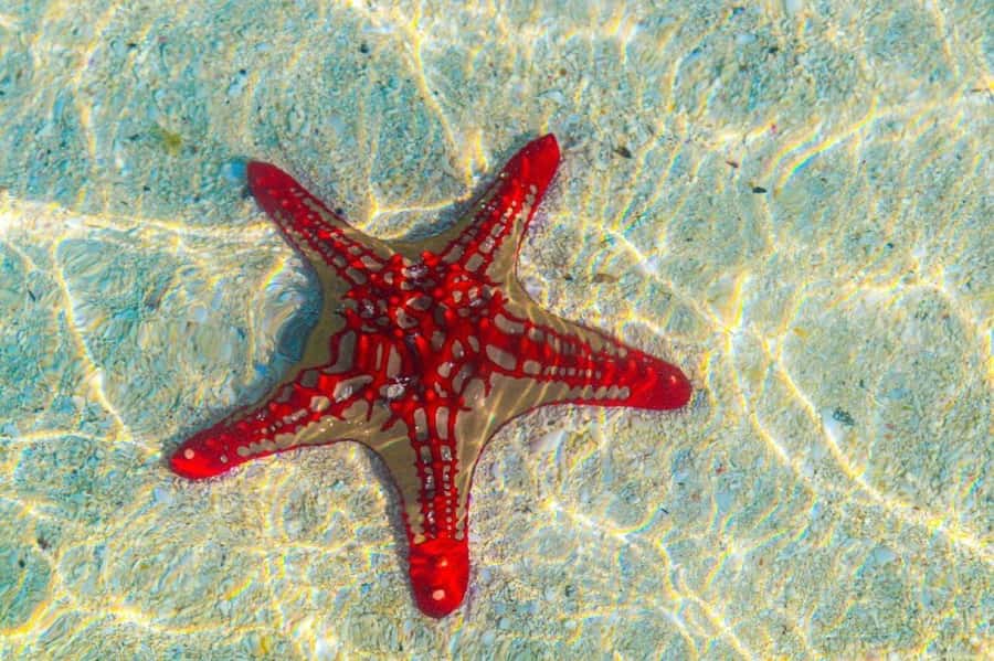 Mnemba Island, The Island Pongwe, Blue Lagoon Tour, The Rock - Island Pongwe Restaurant and the Zanzibar coast