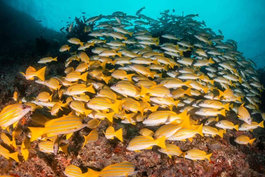 Mnemba Island, Turtle Tour, Kuza Cave, The Rock - Why this Zanzibar day trip works