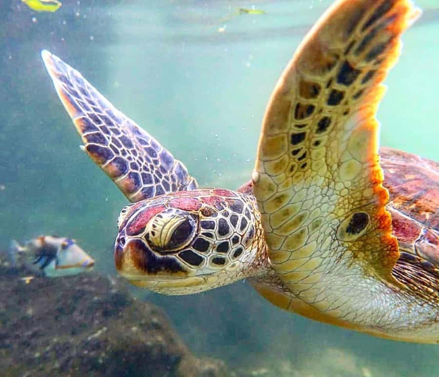 Mnemba Island, Turtle Tour, Kuza Cave, The Rock - Baraka Natural Aquarium and the turtle encounter