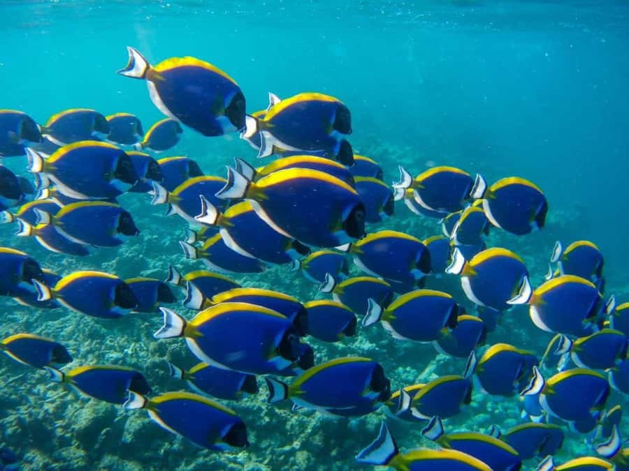 Mnemba Island, Turtle Tour, Kuza Cave, The Rock - The guide and driver can shape the day