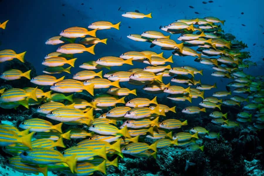 Mnemba Island, Turtle Tour, Kuza Cave, The Rock - Is $160 per person good value?