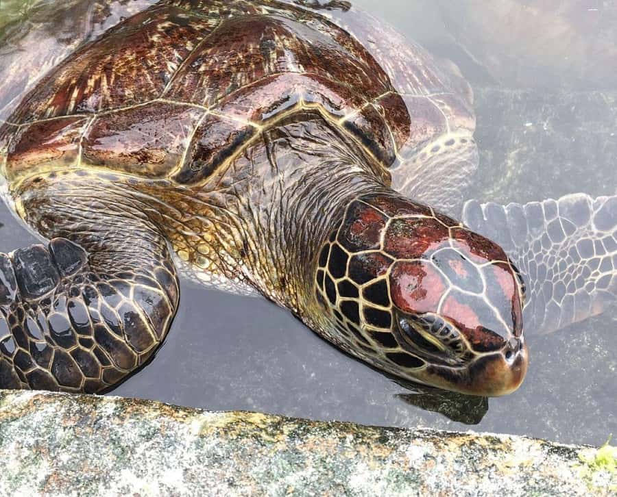Mnemba Island, Turtle Tour, Kuza Cave, The Rock - Mnemba Atoll: sea time with a full agenda