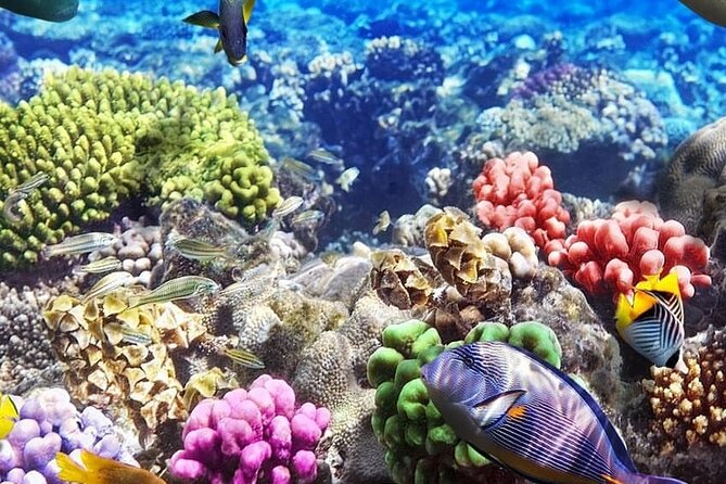 Mnemba Island with Lunch; Salaam Cave; Kuza Cave Tour; The Rock - Salaam Cave Aquarium and the turtle encounter