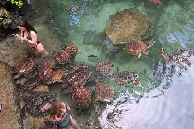 Mnemba Snorkeling, Dolphin and Baraka Natural Aquarium - Snorkeling Around the Mnemba Marine Conservation Area