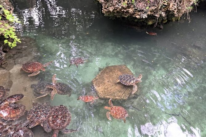 Mnemba Snorkeling, Dolphin and Baraka Natural Aquarium - Meeting Green Sea Turtles at Baraka Natural Aquarium