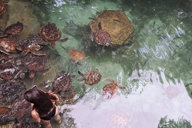 Mnemba Snorkeling, Dolphin and Baraka Natural Aquarium - The Guides and the Feel of the Day