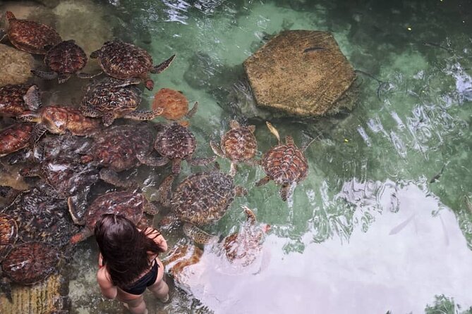Mnemba Snorkeling, Dolphin and Baraka Natural Aquarium - Is $75 a Fair Price for the Experience?