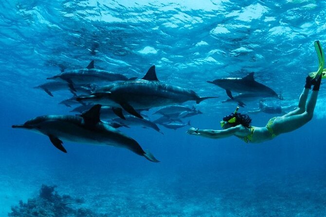 Mnemba Snorkeling, Dolphin and Baraka Natural Aquarium - The Motorboat Ride From Nungwi or Kendwa