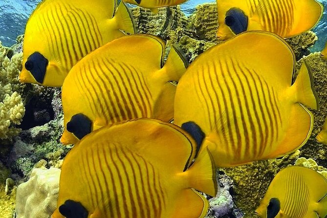Mnemba Snorkeling, Kuza Cave, Blue Lagoon, Starfish Tour, The Rock Restaurant - Blue Lagoon near Michamvi: pretty water, modest snorkeling