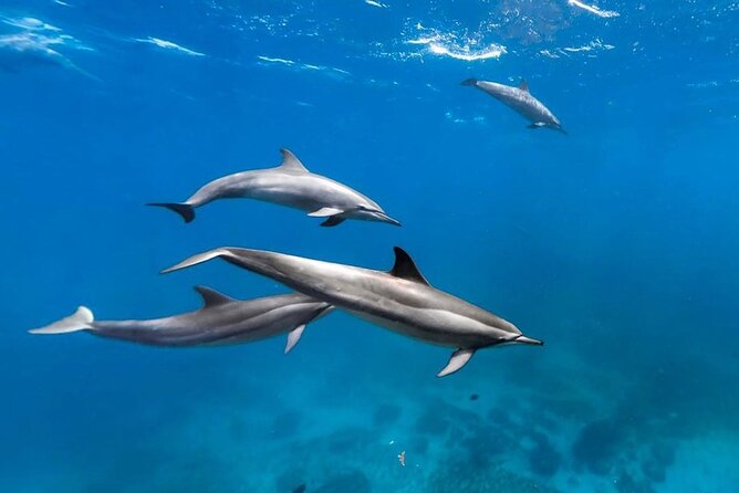 Mnemba Snorkeling, Kuza Cave, Blue Lagoon, Starfish Tour, The Rock Restaurant - Starfish Beach: shallow water, delicate animals