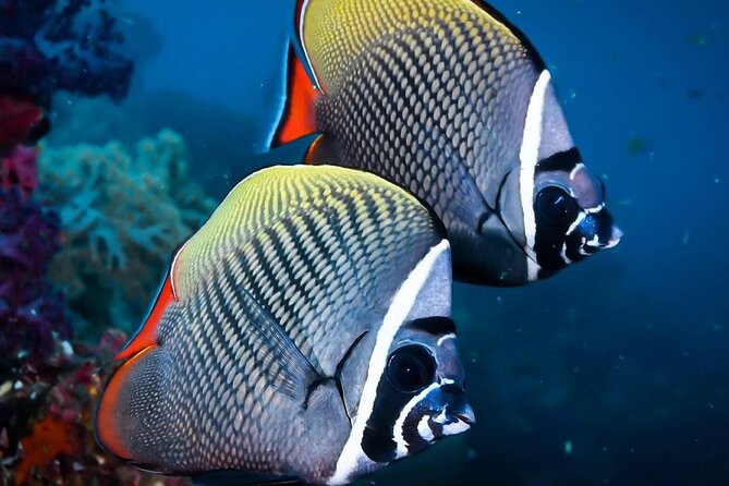 Mnemba Snorkeling, Kuza Cave, Blue Lagoon, Starfish Tour, The Rock Restaurant - Guides, drivers, and the private format