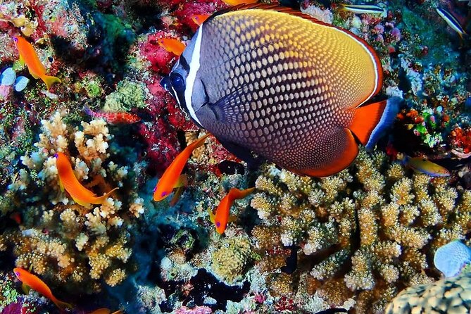 Mnemba Snorkeling, Kuza Cave, Blue Lagoon, Starfish Tour, The Rock Restaurant - Kuza Cave in Jambiani: a welcome change of scene