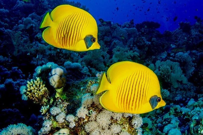 Mnemba Snorkeling; Kuza Cave; Paje Beach; The Rock; Salaam Cave - Mnemba Island and Muyuni Beach: the morning highlight