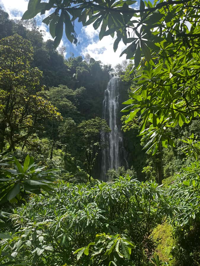 Moshi: A Day Tour To Materuni Waterfall - What the $42 Price Covers