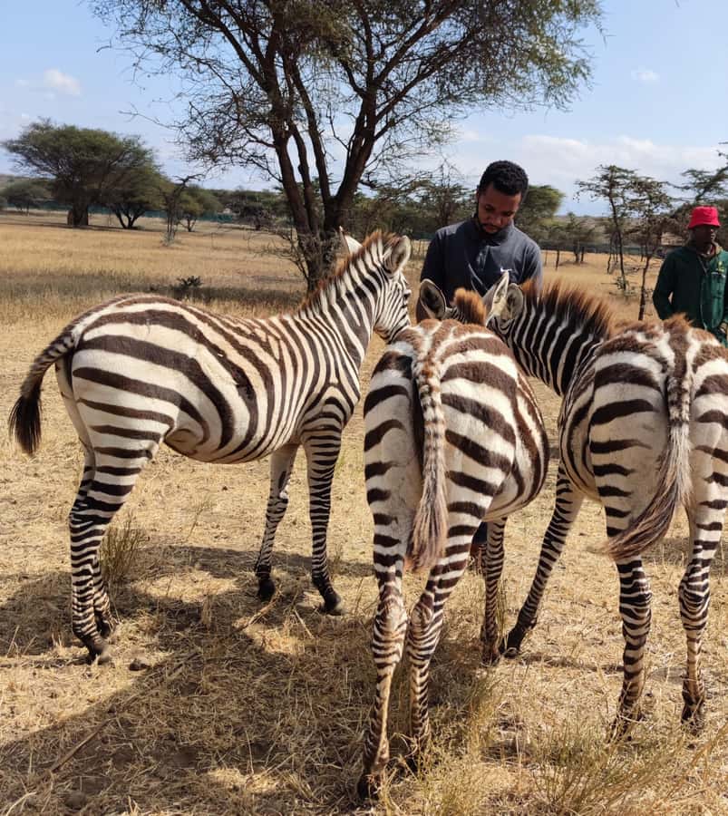 Moshi: Serval Wildlife Tour with food and drinks - A short wildlife outing near Moshi