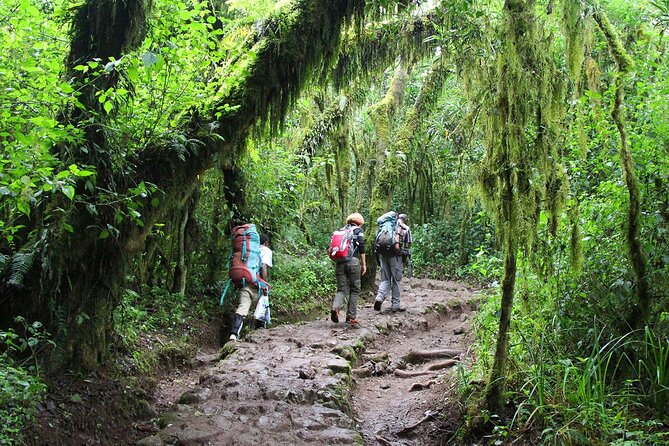 Mount Kilimanjaro Day Hike Through Marangu Route to Mandara Hut - Lunch, water, and what the $265 covers
