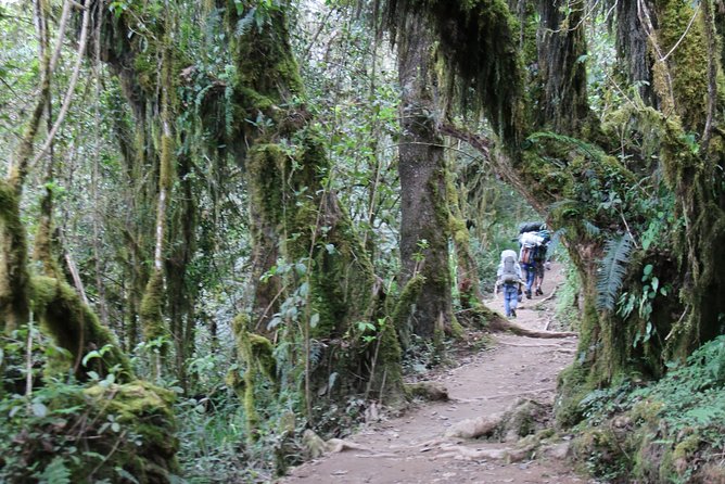 Mount Kilimanjaro Day Hike - The guide can make or break the day