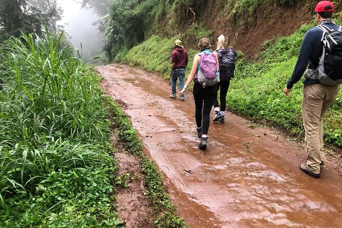 Mount Kilimanjaro day trip trekking - Learning Coffee at a Local Farm