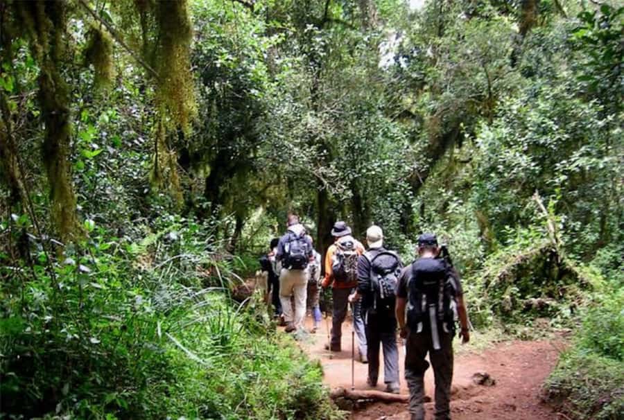 Mount Kilimanjaro National Park Day Trip - Four hours through Kilimanjaro’s rainforest