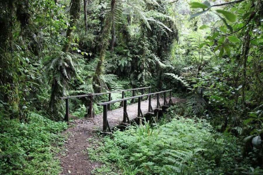 Mount Kilimanjaro National Park Day Trip - Mandara Hut, lunch, and a well-earned pause