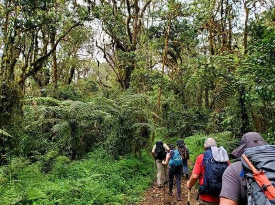 Mount Kilimanjaro National Park Day Trip - Maundi Crater and the wide northern views