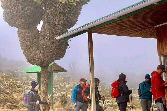 Mountain Kilimanjaro Climbing 7 Days Machame Route - Day 2: Climbing Toward the Shira Plateau