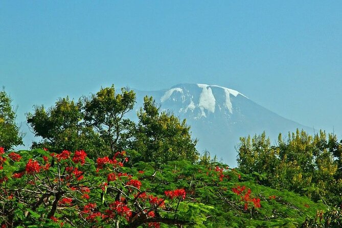 Mountain Kilimanjaro Climbing 8 Days Lemosho Route - Day 1: Forest from 2,100 meters to Mti Mkubwa