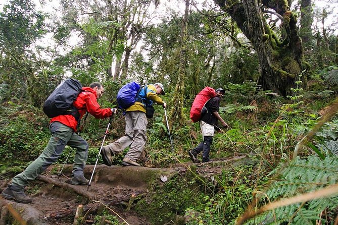 Mt Kilimanjaro Day Hike - Why this day hike makes sense