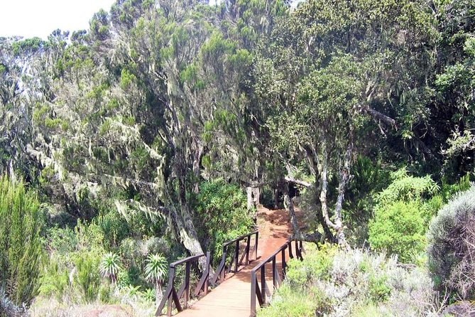 Mt Kilimanjaro Day Hike - Practical planning for an eight-hour mountain day