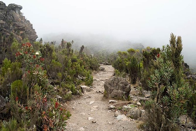 Mt.kilimanjaro-machame Route - Day 2: Shira Camp and the First Acclimatization Hike