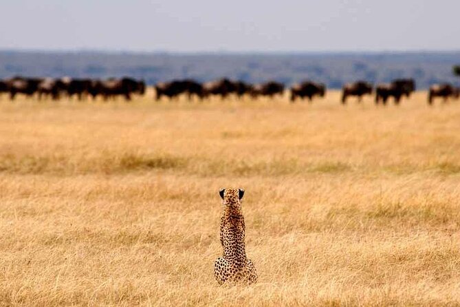 Multi-Day Camping Safari Experience in Arusha - The route at a glance: 1,000 miles of wildlife potential