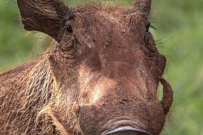Multi-Day Camping Safari Experience in Arusha - Day 5: Ngorongoro Crater packs a lot into one day