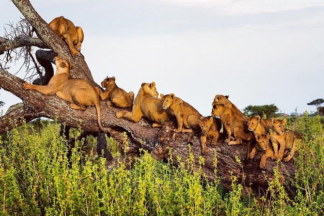 Multi-Day Camping Safari Experience in Arusha - Day 6: Lake Manyara closes the circuit