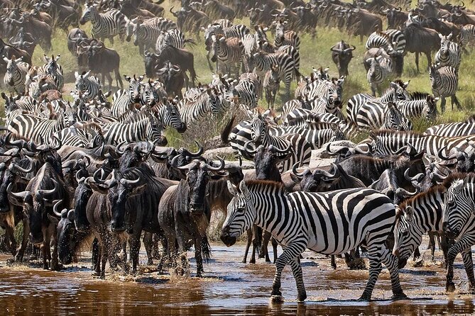Multi-Day Camping Safari Experience in Arusha - Camping, food, and the practical comfort level