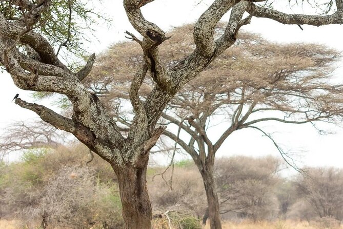 Multi-Day Camping Safari Experience in Arusha - Day 2: Ndutu is where the migration story starts