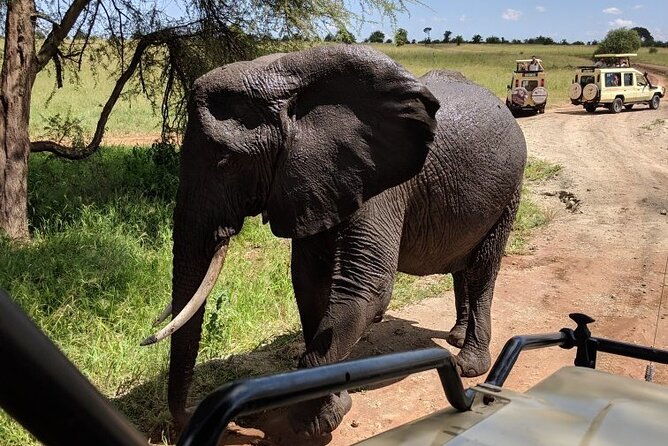 Multi-Day Tanzania Odssey Safari from Arusha - Day 2: Tarangire National Park and the Tarangire River