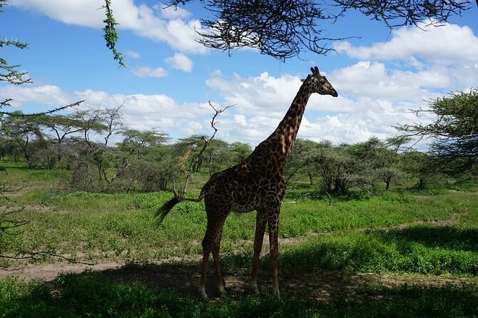 Multi-Day Tanzania Odssey Safari from Arusha - Day 4: From Ngorongoro toward central Serengeti