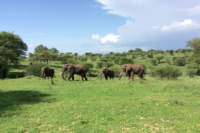 Multi-Day Tanzania Odssey Safari from Arusha - Day 7: Kogatende Airstrip and the separate flight cost
