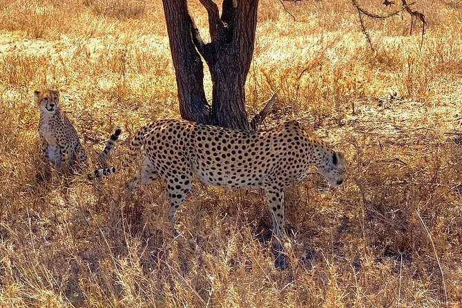 Multi-Day Tanzania Odssey Safari from Arusha - Day 1: A gentle arrival near Arusha