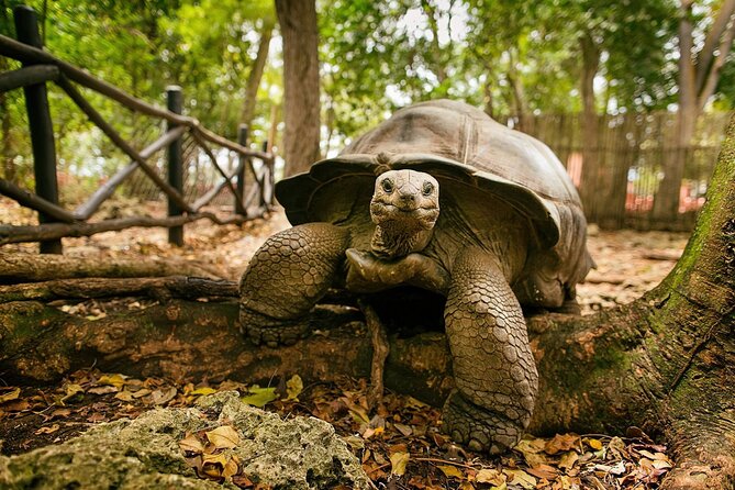 Nakupenda Sandbank and Prison Island Full Day Tour - Two Zanzibar icons in one long day
