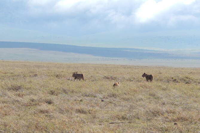 Ngorongoro Adventure Day Tour from Arusha - Descending 2,000 feet into the crater