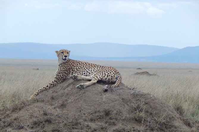 Ngorongoro Adventure Day Tour from Arusha - What the guides add to the game drive